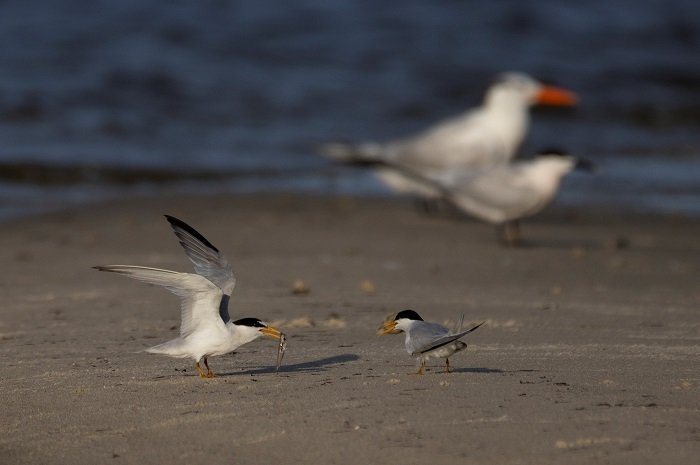 Many shorebird and seabird species, such as the least tern, nest directly on beaches across the state where their eggs and chicks are well camouflaged in the sand.